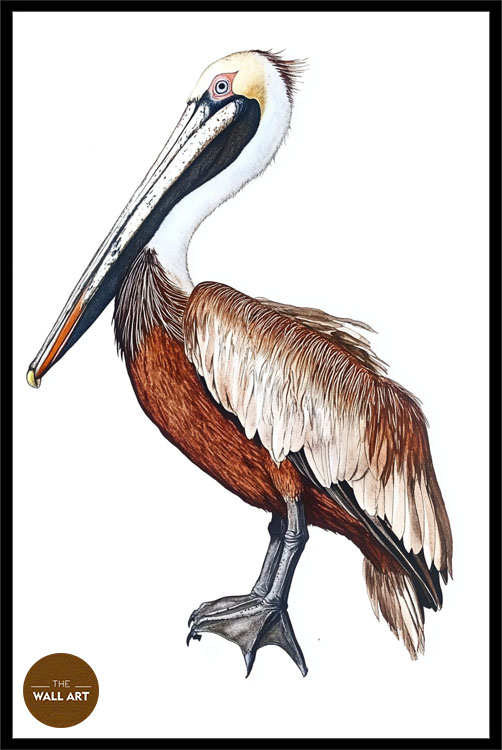 images/products/brown_pelican/brown_pelican_BLACK_P.jpg