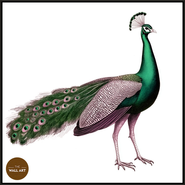 images/products/green_peacock/green_peacock_BLACK.jpg