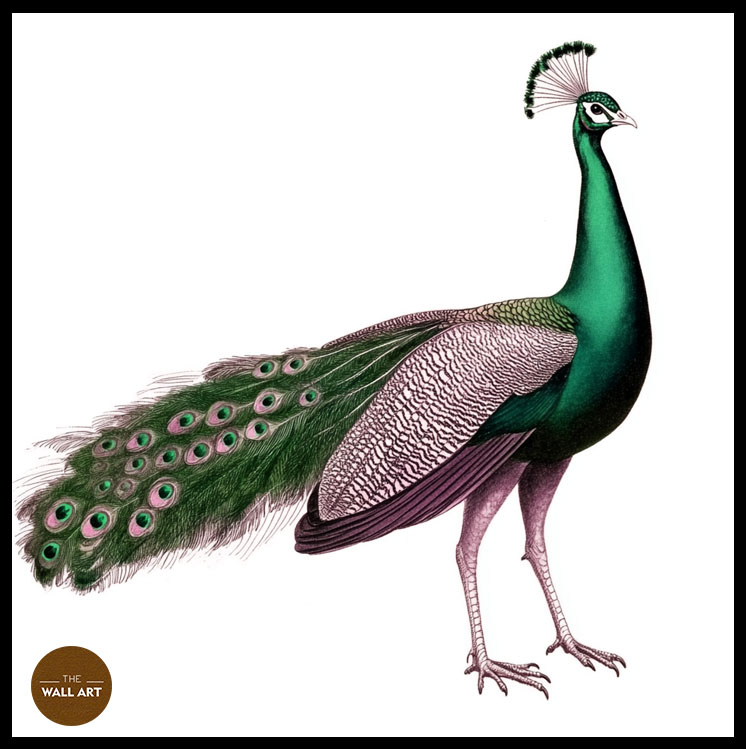 images/products/green_peacock/green_peacock_BLACK_P.jpg