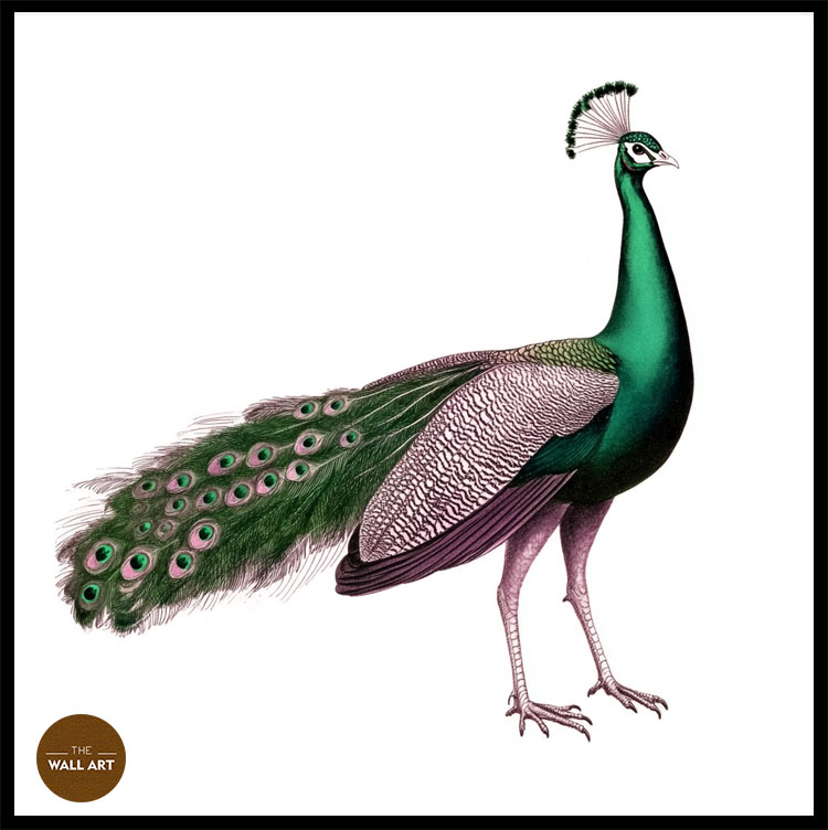 images/products/green_peacock/green_peacock_BLACK_PWB.jpg