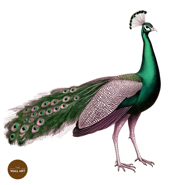images/products/green_peacock/green_peacock_WHITE_P.jpg