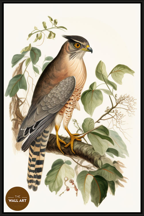 images/products/sparrowhawk_iv/Sparrowhawk_IV_BLACK.jpg
