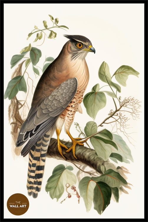images/products/sparrowhawk_iv/Sparrowhawk_IV_BLACK_P.jpg